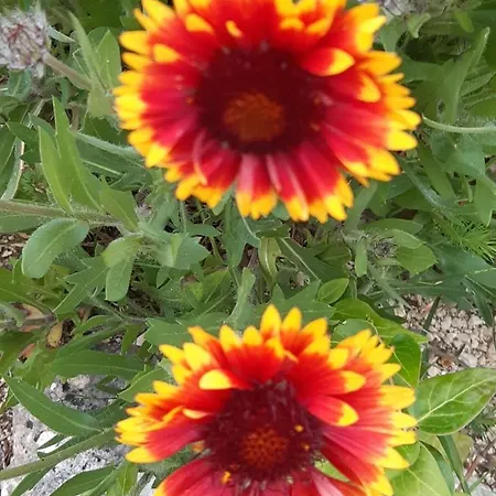 Il Girasole