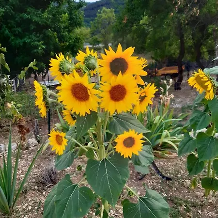 Il Girasole Bed & Breakfast Castelvecchio Calvisio
