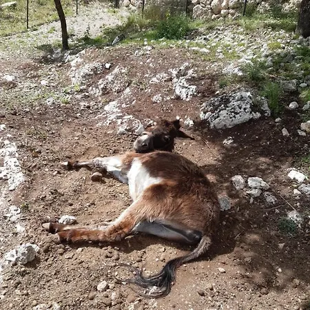 Il Girasole ベッド・アンド・ブレックファスト Castelvecchio Calvisio