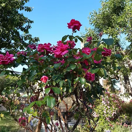 Bed & Breakfast Il Girasole