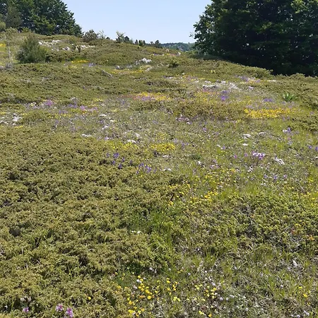 ベッド・アンド・ブレックファスト Il Girasole Castelvecchio Calvisio