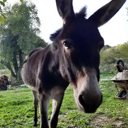 Il Girasole Castelvecchio Calvisio