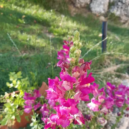Bed & Breakfast Il Girasole 3*