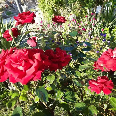 Bed & Breakfast Il Girasole Castelvecchio Calvisio