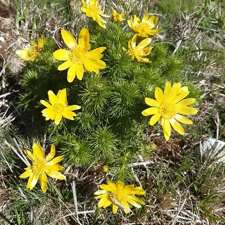 Il Girasole Castelvecchio Calvisio