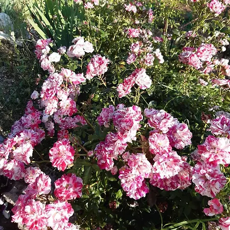 ベッド・アンド・ブレックファスト Il Girasole