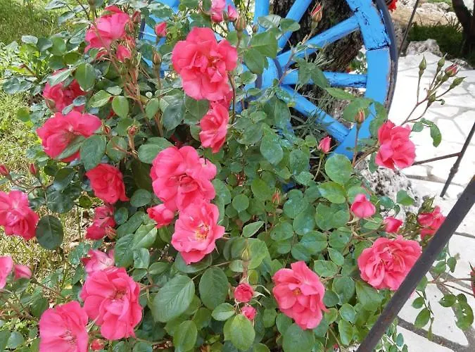 Il Girasole Bed & Breakfast