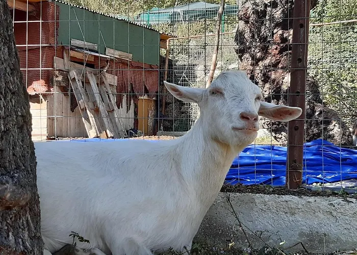 Bed & Breakfast Il Girasole