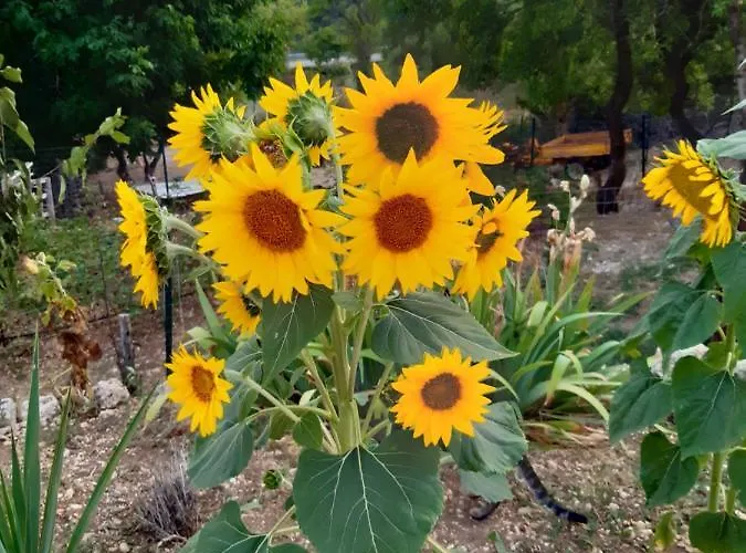 Il Girasole Bed & Breakfast Castelvecchio Calvisio