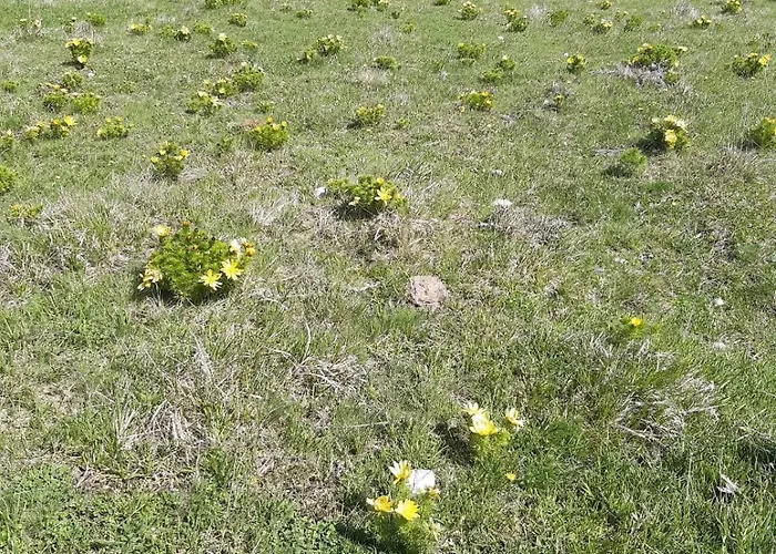 Il Girasole Bed & Breakfast