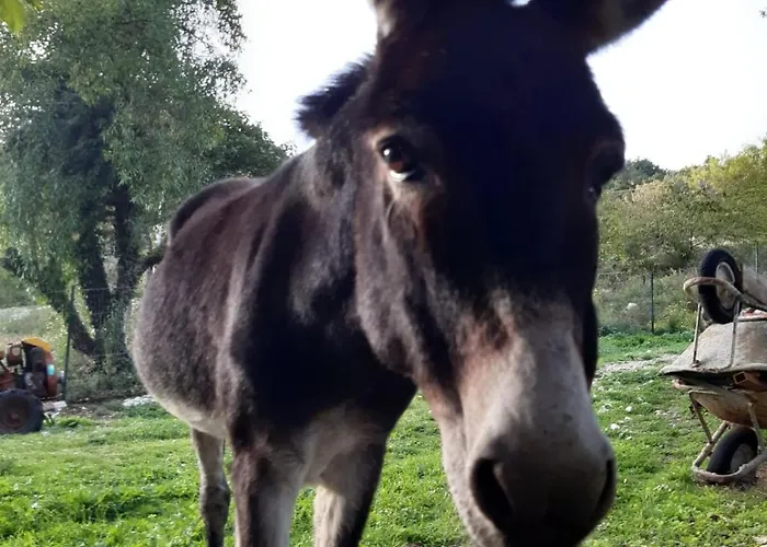 Il Girasole Castelvecchio Calvisio
