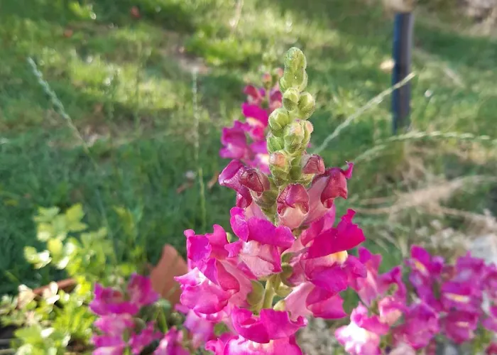 Bed & Breakfast Il Girasole 3*