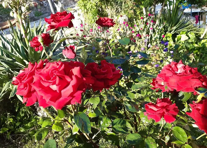 Bed & Breakfast Il Girasole Castelvecchio Calvisio