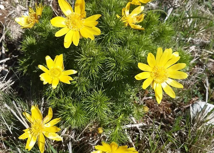 Il Girasole Castelvecchio Calvisio