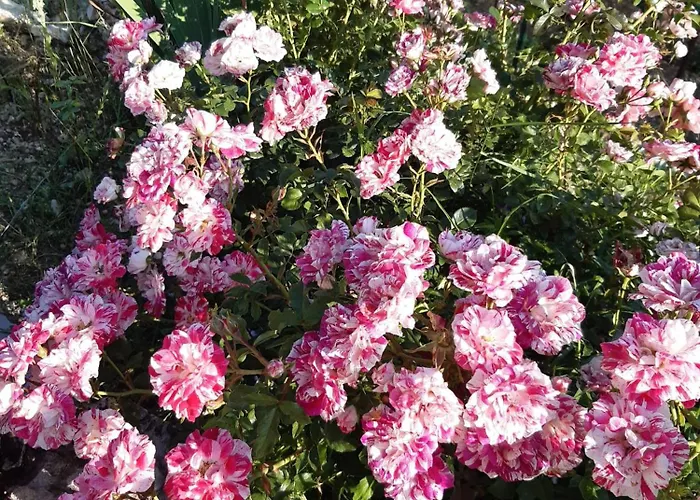 Bed & Breakfast Il Girasole