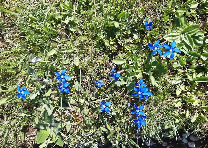 Il Girasole Bed & Breakfast 3*