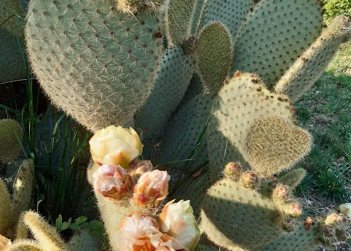 Bed & Breakfast Il Girasole 3*